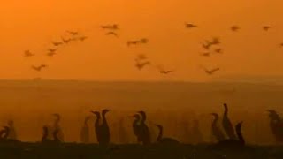 Bahrain Desert Birds  Planet Earth  BBC Earth [upl. by Nealah996]