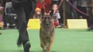 German Shepherd judging at 2010 Westminster Kennel Club Show [upl. by Pickard598]