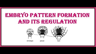 Embryo pattern formation and its regulation [upl. by Nnyla542]