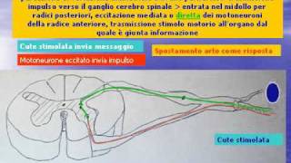 arcoriflessoavi [upl. by Straub]