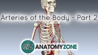 Arteries of the body  PART 2  Anatomy Tutorial [upl. by Eemaj82]