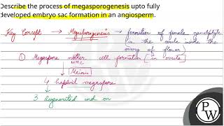 Describe the process of megasporogenesis upto fully developed embryo sac formation in an angiosp [upl. by Latton]