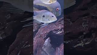 Beautiful Geophagus Redhead Tapajos [upl. by Anaehs]