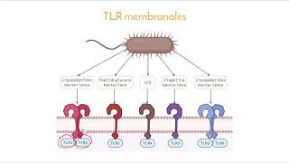 Receptores tipo Toll TLR [upl. by Mickelson452]