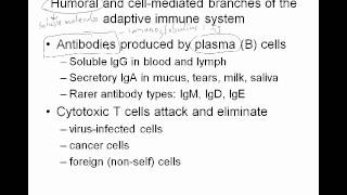 53aImmuneComponentswmv [upl. by Omor]