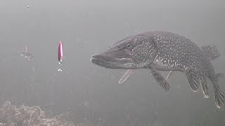 INSANE Underwater Footage Ice Fishing NORTHERN PIKE with a DARDEVLE [upl. by Ettenwad]