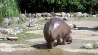 Le plus gros pet du monde  Lhippopotame [upl. by Nilam]