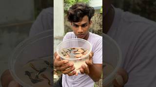 Guppy Fish ചാകര😱😱😱pets shorts [upl. by Isawk]