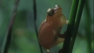 The Mating Call of the Panama Frogs  The Trials of Life  BBC Studios [upl. by Ahsilak]