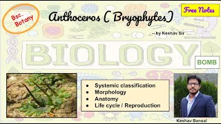 Anthoceros  Morphology  anatomy and Life cycle  Bsc  Free PDF notes  by Viologia EXtrema [upl. by Oisor225]