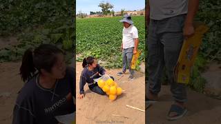 Beautiful Sweet Melon Harvesting from Farm with Rural Farmer shorts satisfying youtubeshorts [upl. by Norita]