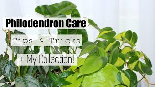 Philodendron Houseplant Care Tips amp Tricks  My Philodendron Collection [upl. by Maida432]