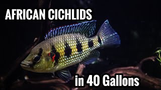 Top 5 African Cichlids in a 40 Gallon Aquarium [upl. by Barhos]