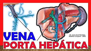 🥇 VENA PORTAHEPÁTICA Conformación Tributarias Relaciones ¡Fácil Explicación [upl. by Tseng118]