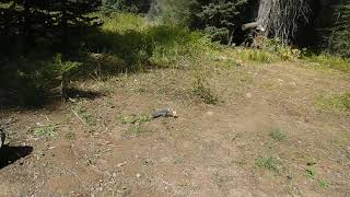 Gunnison N Forest Lost Lake Trail Camp Colorado [upl. by Ybanrab]