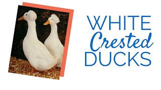 White Crested Ducklings  Chickens For Backyards [upl. by Llenra]