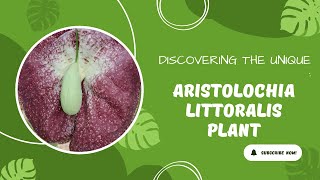 Discovering the Unique Aristolochia littoralis Plant Features Origins and Care Tips [upl. by Moskow757]