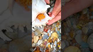 seafood hunting pearls picking pearls fishing food satisfying relax fish outdoors [upl. by Lizette]