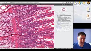 Histology of the Digestive system part 3 [upl. by Jeromy]