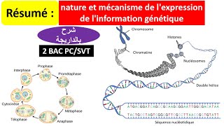 Résumé Nature et mécanisme de lexpression de linformation génétique 2bac SVTPC شرح بالداريجة [upl. by Poore]