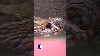 ഗേറ്റിന് അടിയിൽ അപകടകാരിയായ അണലി vavasuresh snakemaster [upl. by Adarbil]