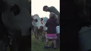 Kälber salzen 🐮🧂 und Heidelbeeren pflücken auf der Filzmoosalm ⛰️ [upl. by Ellehcem]