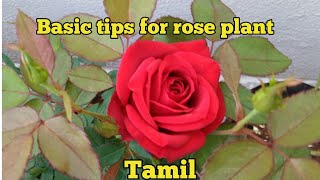 Grow Rose From Cutting In Water  How to Grow Roses From Cutting Without Soil [upl. by Nareik]