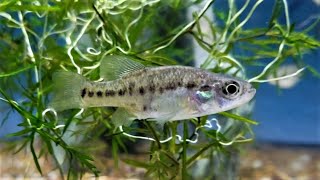 Alloophorus robustus the Bulldog Goodeid Livebearing Fish Profile rarelivebearer [upl. by Clay]