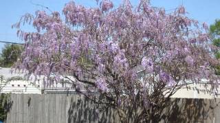 Wisteria TimeLapse [upl. by Fahland]