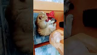 kids song kidssong cat good morning my 🐈 [upl. by Ahtamas]