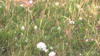 06302012  Very large hail in southern Germany near Feuchtwangen [upl. by Ttelracs758]