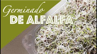 Cómo hacer germinado de alfalfa en casa [upl. by Aniluj]