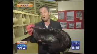 Big Black Chicken Scares Australian Reporter [upl. by Darill]