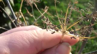 Infos aus dem Kräutergarten Fenchel  Fenchelsamen  Der Bio Koch [upl. by Alduino730]