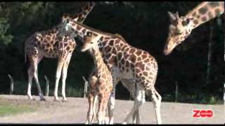 Giraffen Gumle [upl. by Yecam]