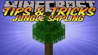 Minecraft Tips and Tricks  Jungle Saplings Duplication  BIG Jungle Trees [upl. by Ahselat]