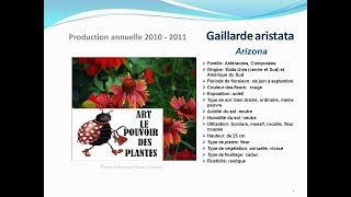 conseils jardinage Tuto jardin Gaillarde aristata Arizona fiche technique plante annuelle [upl. by Cai489]