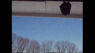 ā¹ A BAT IN THE WINDOW  Chiroptera [upl. by Still]