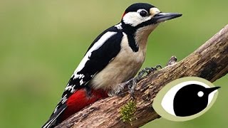 BTO Bird ID  Great amp Lesser Spotted Woodpeckers [upl. by Nan]