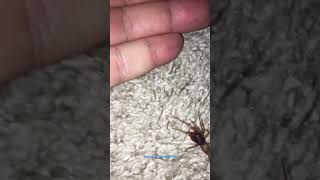 Woodlouse spider Dysdera crocata cleaning his BIG fangs [upl. by Sallad]