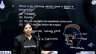 Which of the following salivary gland is absent in human beings [upl. by Foulk540]