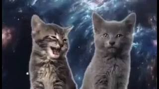 LA CANCION DE LOS GATOS [upl. by Legnaros]