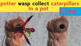 Potterwasp wasp watch Live  towardthenature [upl. by Cila]