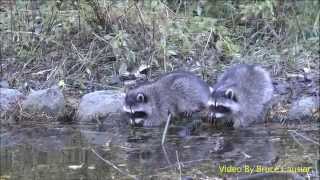 Baby Raccoons Washing Their Hands [upl. by Eiboh]