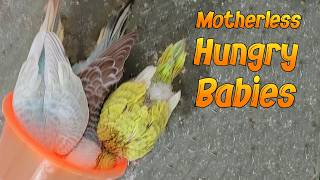 Caring for Baby budgies What to Do When Theyre Thrown Out of the Nest [upl. by Aman74]