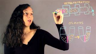 Explain the Difference Between Ultrafiltration amp Osmosis  Chemistry Rundown [upl. by Monroe]