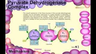 Pyruvate dehydrogenase complex [upl. by Nylyrehc]