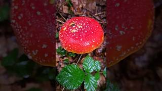 Beskid Wyspowy jesienią Jesień w górach Salamandra plamista Grzyby Mgła natura beskidy las [upl. by Einnoj110]