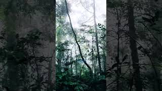 Amazing🥰😇🥰 natureviralvideotravelnatureshortvideosfypシ゚viralfyp [upl. by Nnednarb]