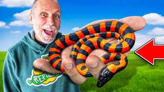 Unboxing Crazy And Super Rare New Reptiles [upl. by Ardnuasal]